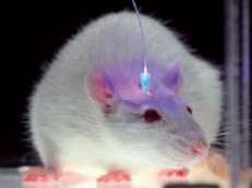 OptoFlash光分解, 光遗传学LED光源