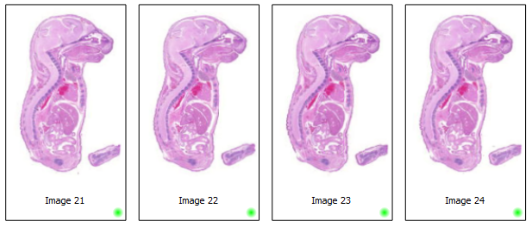 3D software for serial sections
